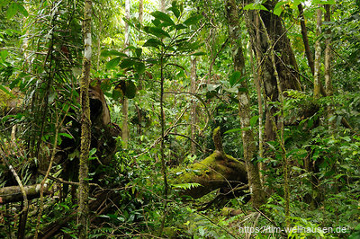Die grüne Hölle macht ihrem Namen alle Ehren: Ein paar Meter abseites vom Weg ist kaum ein Durchkommen durch den Regenwald.