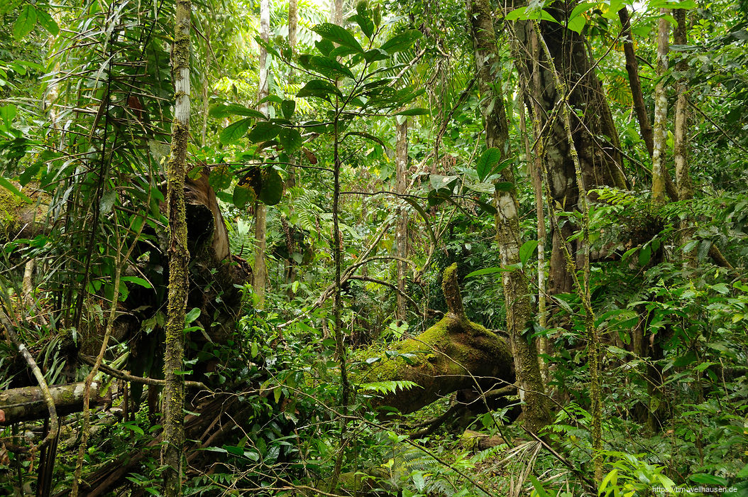 Die grüne Hölle macht ihrem Namen alle Ehren: Ein paar Meter abseites vom Weg ist kaum ein Durchkommen durch den Regenwald.