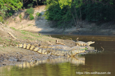 Der Tierreichtum in den Pampas ist sehr hoch: Bei niedrigem Wasserstand liegt ein Alligator am nächsten.