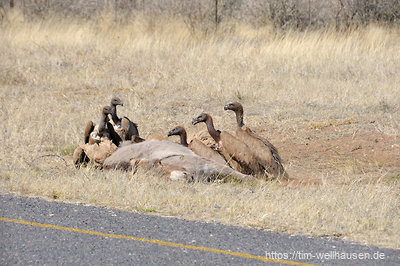 Die Tierwelt des südlichen Afrikas begrüßte uns in Form eines großen Geier-Schwarms um ein Festmahl herum, einen vermutlich kurz vorher verstorbenen Esel.