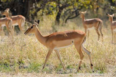 Im Maori Game Reserve im Norden von Botswana treffen wir als erstes auf die überall in Mengen vorkommenden Impalas.