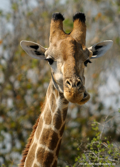 Von weit über uns werden wir von Giraffen begutachtet, ...