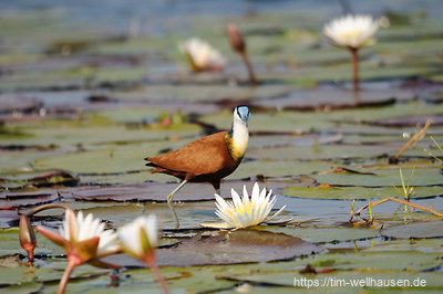 Die Wasserwelt der Chobe Waterfront ist ein Vogelparadies.
