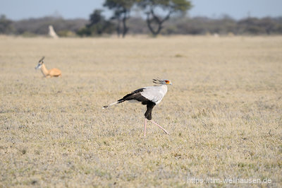 Die Nxai-Pans in Botswana sind im afrikanischen Winter kahlgefressen und grau - was aber den Blick auf die Tierwelt frei gibt, wie auf diesen Sekretärsvogel.