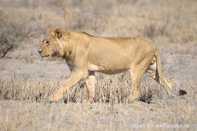 Ein noch junges Löwenmännchen auf dem Weg zu einem schattigen Baum für ein Nickerchen.