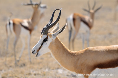 Springböcke sind bestens angepasst, in der zentralen Kalahari ohne Wasservorkommen zu überleben.