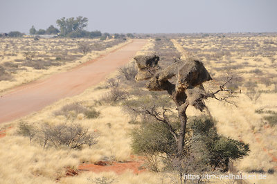 Namibias Pads dagegen sind breit und gut ausgebaut. Die wenigen Bäume am Straßenrand sind überwiegend von Webervögeln bewohnt.