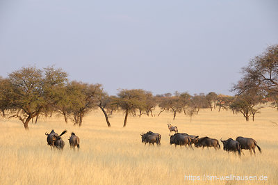 Eine Herde Gnus zieht über eine Farm im südlichen Namibia.
