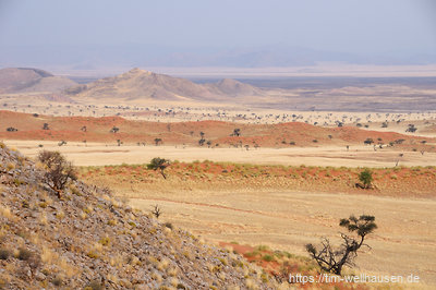 Am Rande der Namib sind die Sanddünen nach drei Jahren mit ungewöhnlich viel Regen derzeit weitgehend überwachsen.