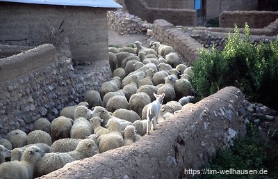 Schafe in einem Andendorf