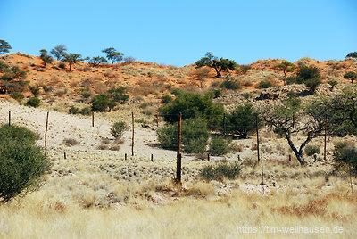 In Namibias Süden sind alle Straßen von Zäunen umgeben. Dieser hier gehört noch zu den kunstvollen - mit Kalahari-Ausläufern im Hintergrund.