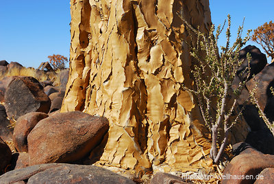Der Stamm eines Köcherbaums, ein Wahrzeichen Namibias, im Köcherbaumwald in der Nähe von Keetmanshoop.