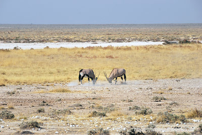 Zwei Oryx-Antilopen wirbeln viel Staub auf.