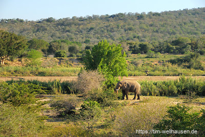 Im Gegensatz zu Nashörnern benötigen Elefanten einen größeren Respekt-Abstand - dieser alte Bulle knickte ein paar Zweige ab und wanderte dann weiter.