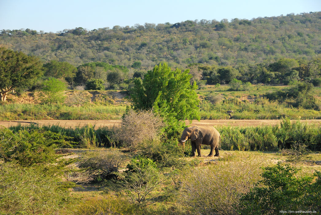 Im Gegensatz zu Nashörnern benötigen Elefanten einen größeren Respekt-Abstand - dieser alte Bulle knickte ein paar Zweige ab und wanderte dann weiter.