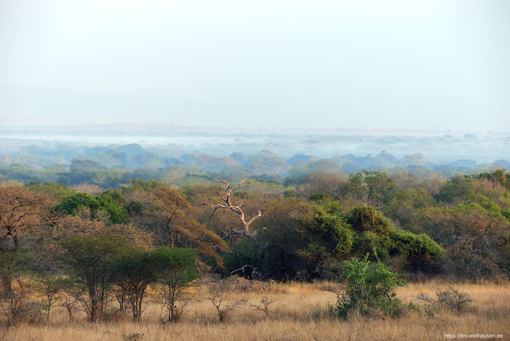 Morgendunst im Mkuze Game Reserve...