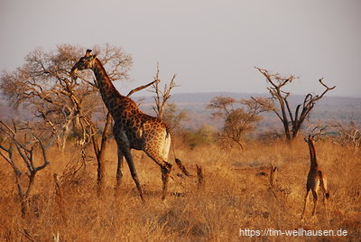 Eine Giraffenmutter mit ihrem erst zwei Wochen alten Fohlen.