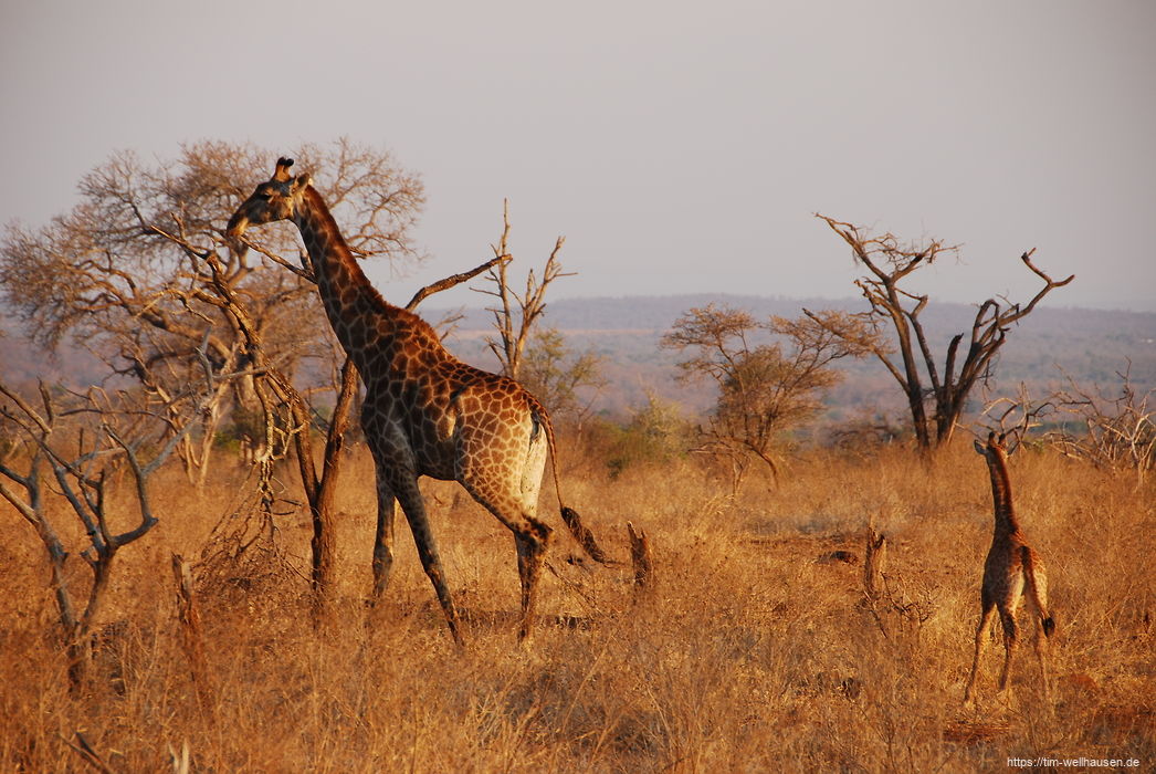 Eine Giraffenmutter mit ihrem erst zwei Wochen alten Fohlen.